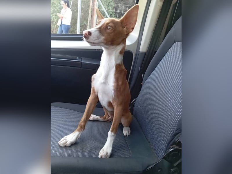 Pepe (Spanien) - kleiner Abenteurer