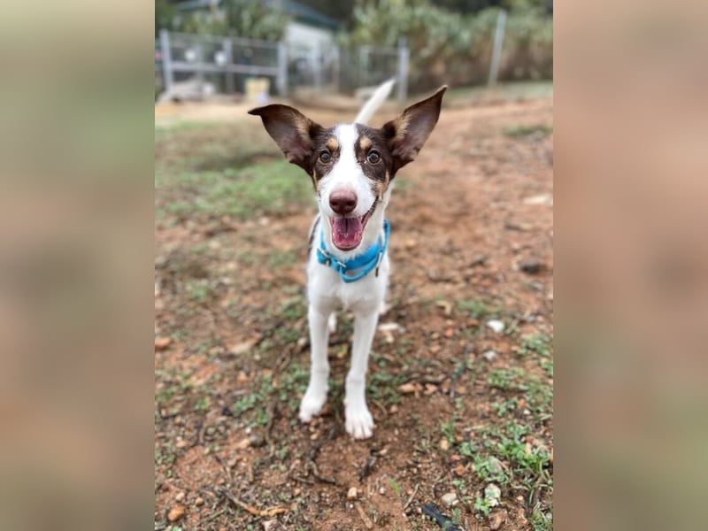 Lisa (Spanien -  fröhliches, neugieriges Hundekind