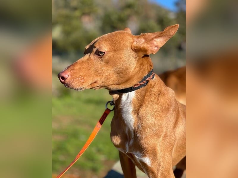 Philippe (Spanien) - ein noch sehr unsicherer, zurückhaltender Rüde