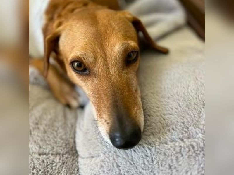 Canela (Spanien) - liebevolle Seele mit Handycap sucht ihre Familie
