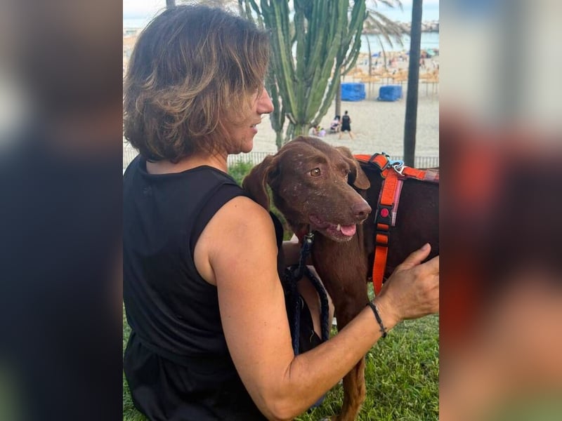 Latina (Spanien) – sanfte Podenco-Dame sucht ein ruhiges Zuhause
