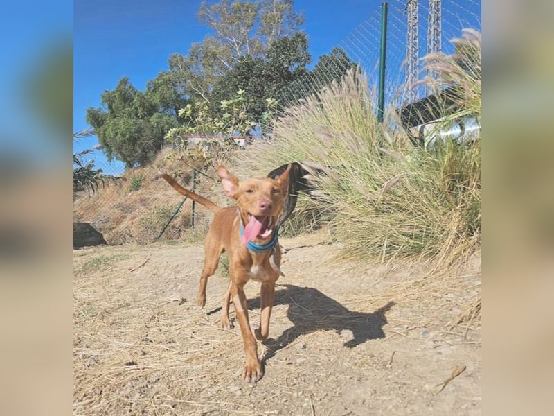 Dobby (Spanien) – Aktiver Wirbelwind sucht dynamische Familie