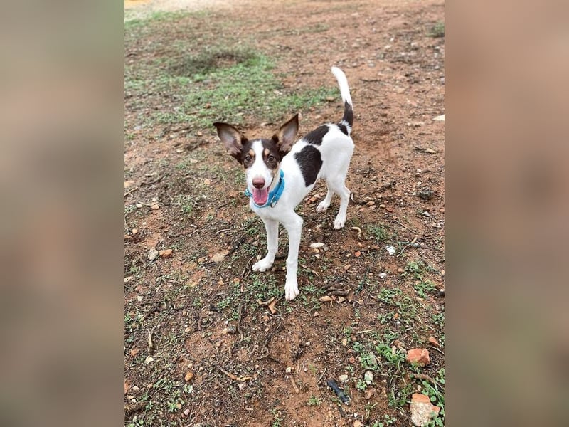 Lisa (Spanien -  fröhliches, neugieriges Hundekind