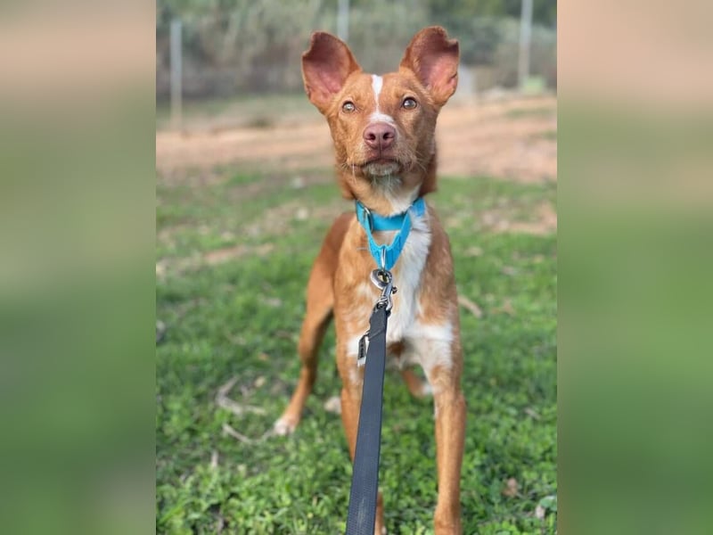 Perico (Spanien - fröhlicher Podencomischling mit lustigen Knickohren.
