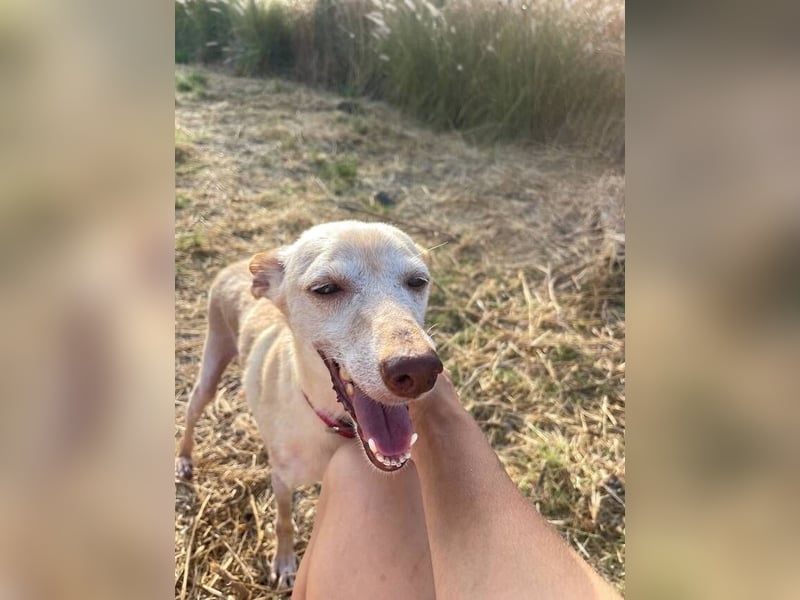 Lucia (Spanien) – zartes Herz sucht einfühlsames Zuhause