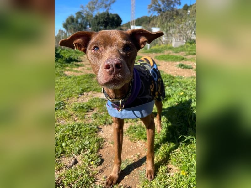 Fito (Spanien) – der süße Podenco-Mischling wird sich auch in dein Herz wedeln