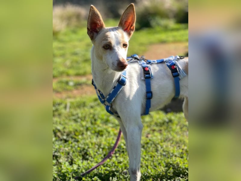 Sevanthi (Spanien) - ruhige, sehr schüchterne Podenco-Hündin