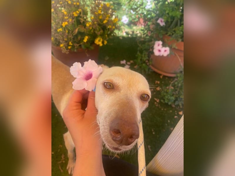 Lucia (Spanien) – zartes Herz sucht einfühlsames Zuhause