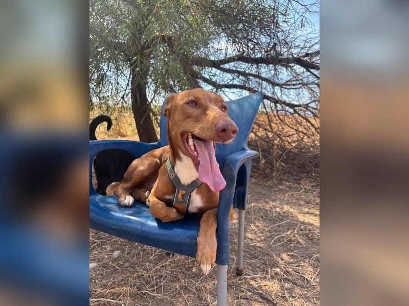 Tinkiwinki (Spanien) - charmante Wurst auf Beinen