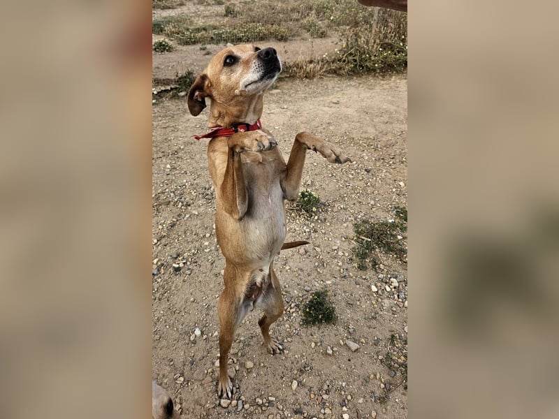 Petunia (Spanien) - blüht beim freien Spiel im Auslauf auf