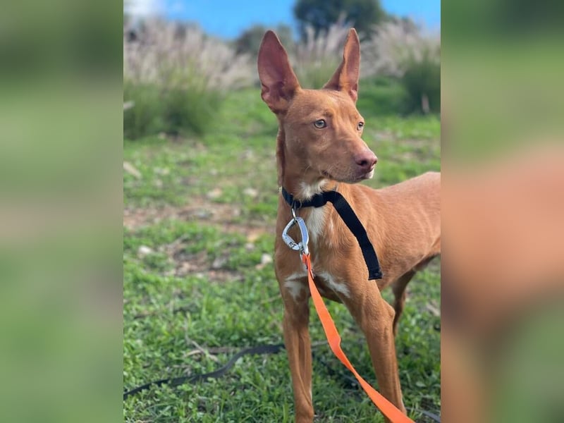 Philippe (Spanien) - ein noch sehr unsicherer, zurückhaltender Rüde