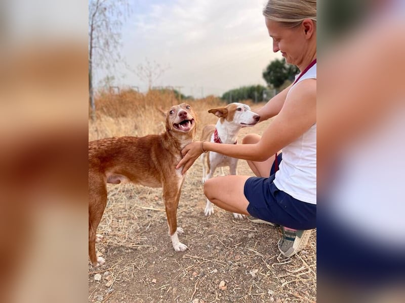 Willow (Spanien) - liebe Hündin mit Handycap