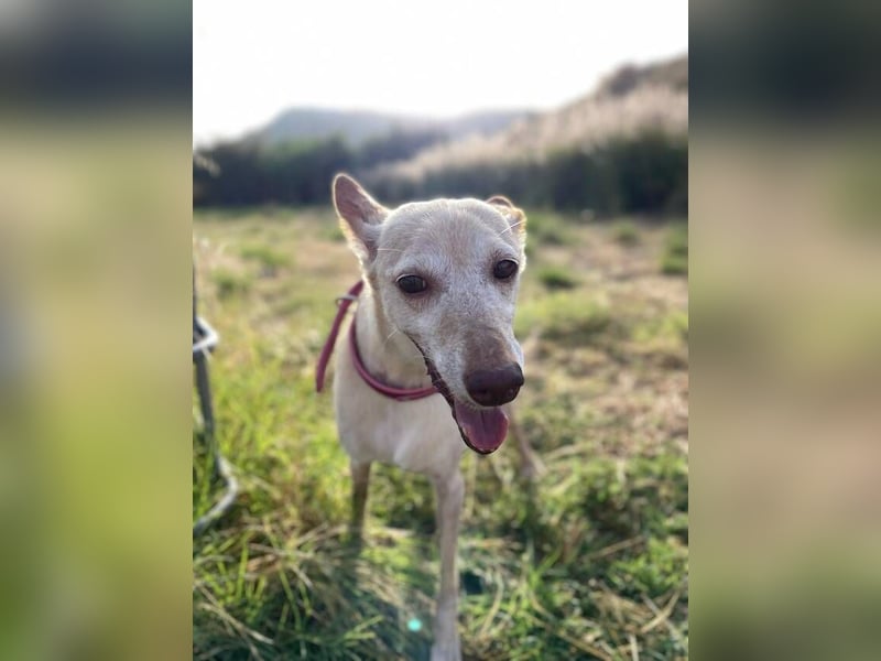 Lucia (Spanien) – zartes Herz sucht einfühlsames Zuhause