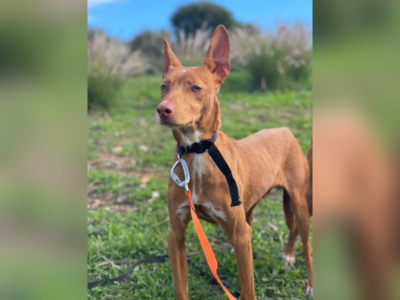 Philippe (Spanien) - ein noch sehr unsicherer, zurückhaltender Rüde