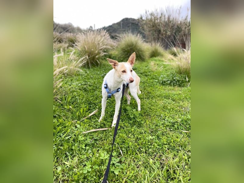 Sevanthi (Spanien) - ruhige, sehr schüchterne Podenco-Hündin
