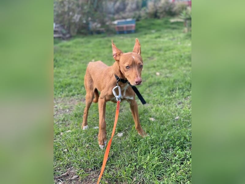 Philippe (Spanien) - ein noch sehr unsicherer, zurückhaltender Rüde