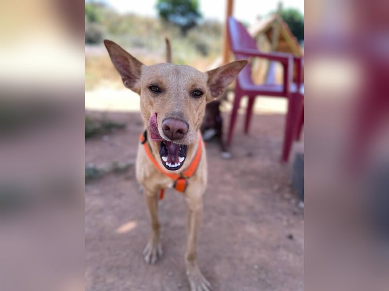 Thelma (Spanien) – eine ausgeglichene Seele sucht ihr Glück