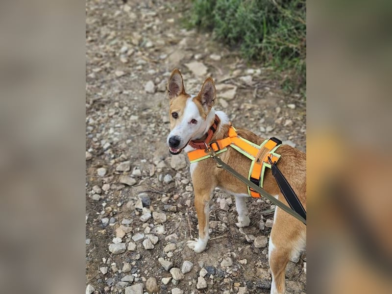 Lopez (Spanien) - menschenbezogener Mischling