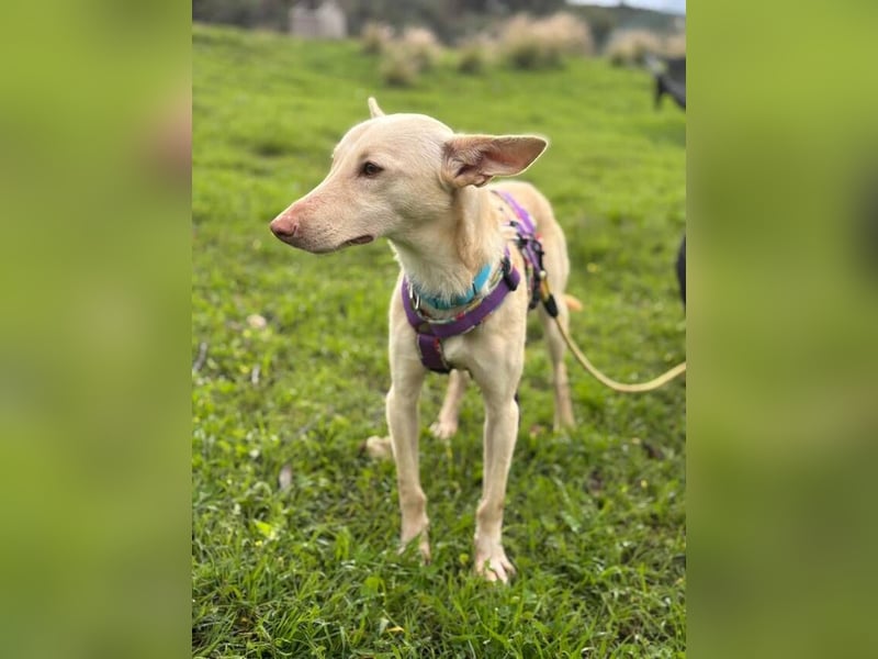 Maus (Spanien) - ein sensibler, unglaublich lieber kleiner Rüde