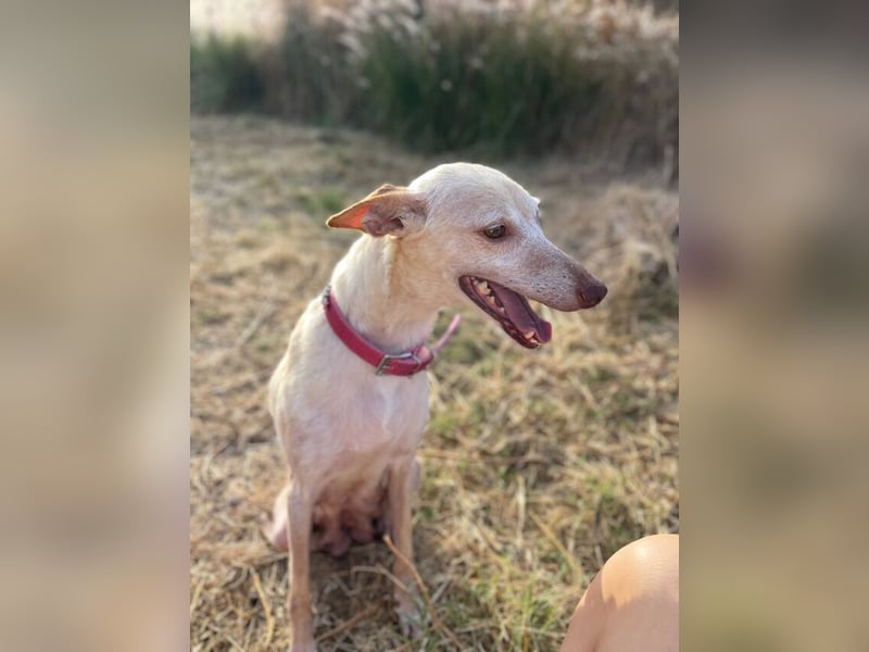 Lucia (Spanien) – zartes Herz sucht einfühlsames Zuhause