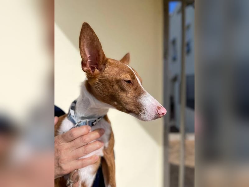 Pepe (Spanien) - kleiner Abenteurer