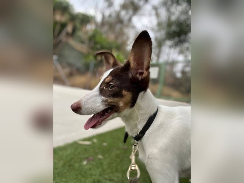 Lisa (Spanien -  fröhliches, neugieriges Hundekind