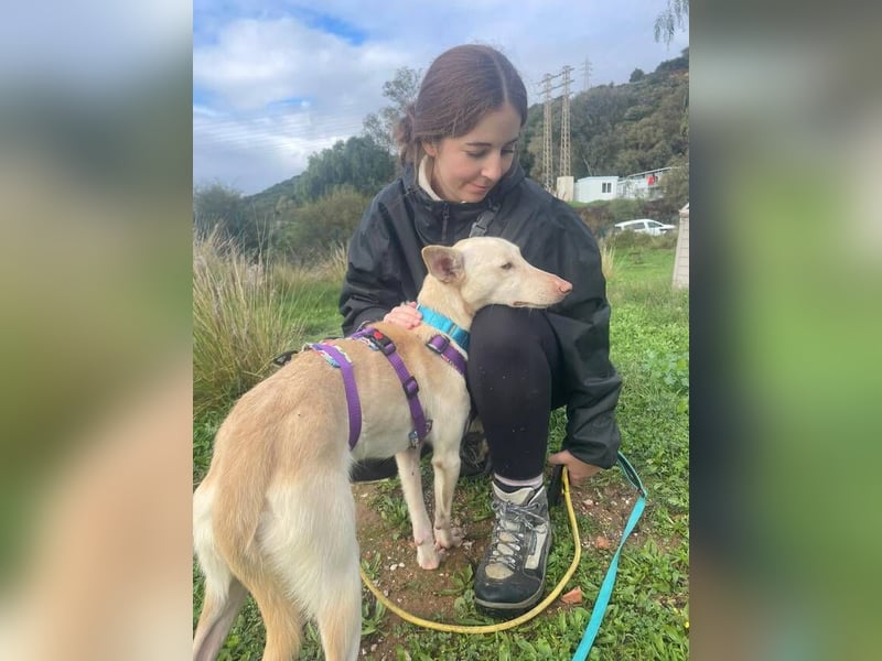 Maus (Spanien) - ein sensibler, unglaublich lieber kleiner Rüde