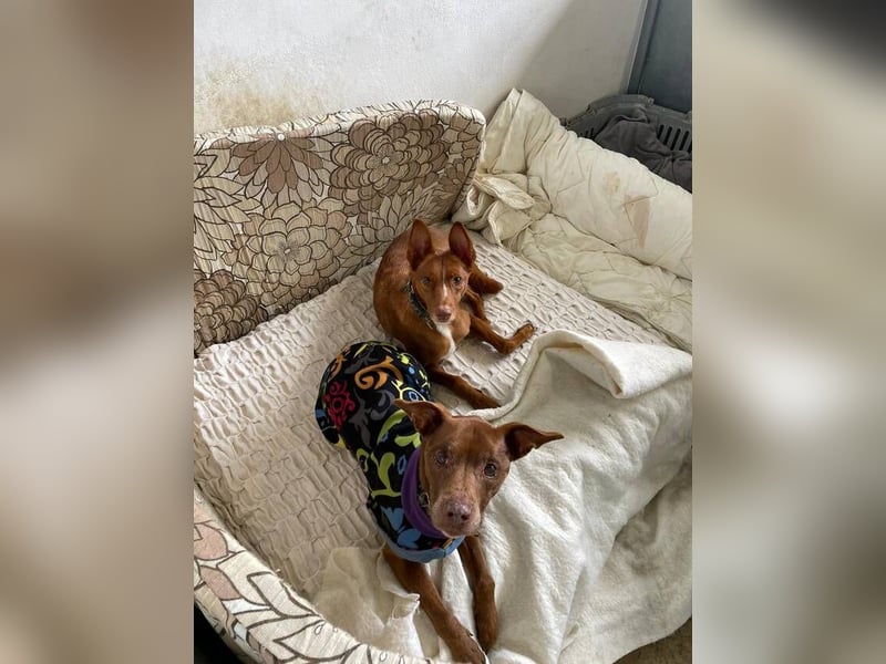 Fito (Spanien) – der süße Podenco-Mischling wird sich auch in dein Herz wedeln