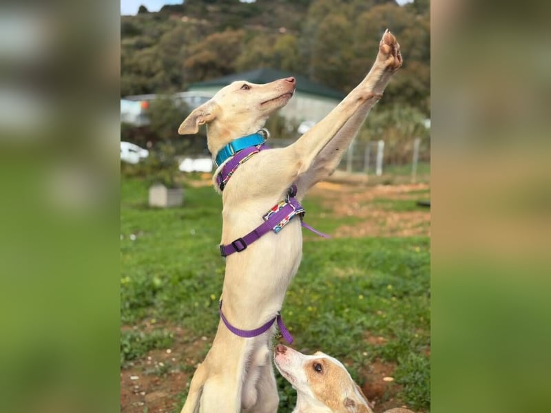 Maus (Spanien) - ein sensibler, unglaublich lieber kleiner Rüde