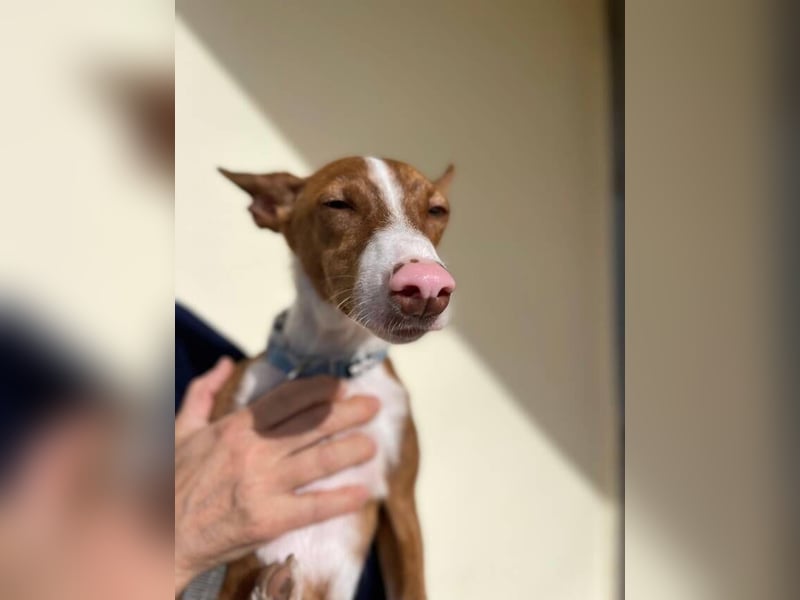 Pepe (Spanien) - kleiner Abenteurer