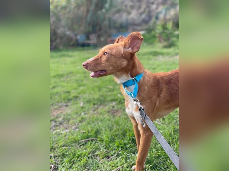 Perico (Spanien - fröhlicher Podencomischling mit lustigen Knickohren.