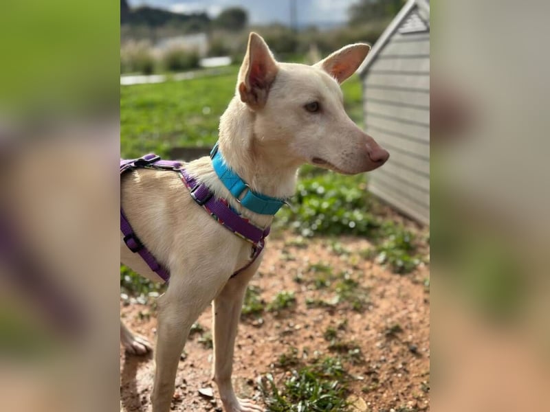 Maus (Spanien) - ein sensibler, unglaublich lieber kleiner Rüde