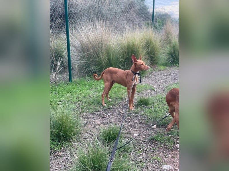 Philippe (Spanien) - ein noch sehr unsicherer, zurückhaltender Rüde