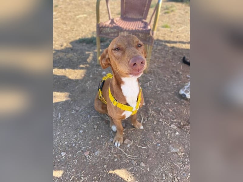 Tinkiwinki (Spanien) - charmante Wurst auf Beinen