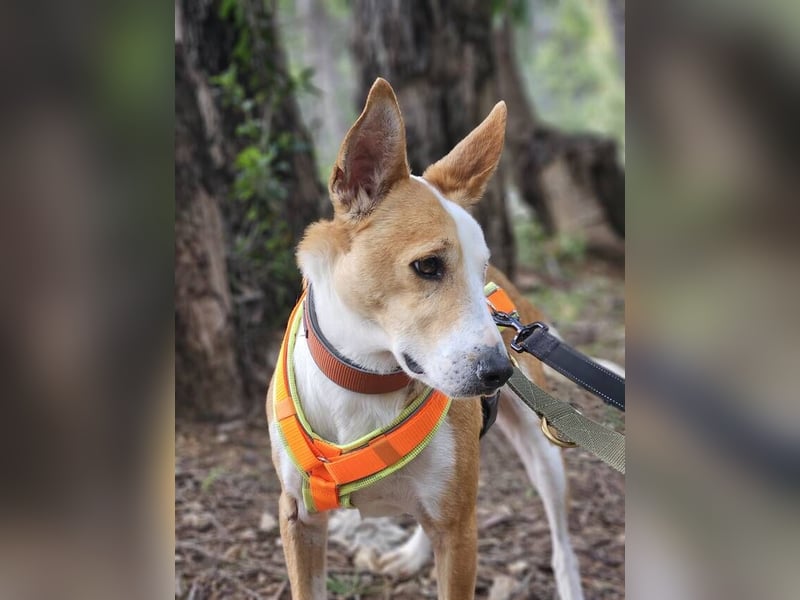 Lopez (Spanien) - menschenbezogener Mischling