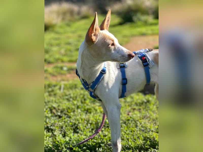 Sevanthi (Spanien) - ruhige, sehr schüchterne Podenco-Hündin
