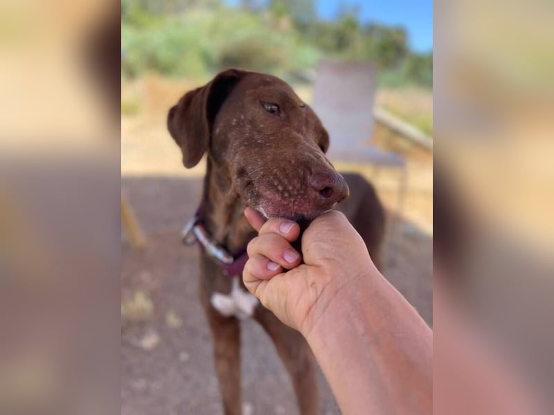 Latina (Spanien) – sanfte Podenco-Dame sucht ein ruhiges Zuhause
