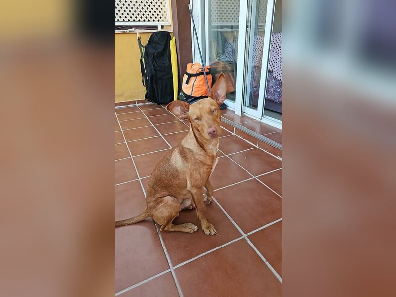 Dobby (Spanien) – Aktiver Wirbelwind sucht dynamische Familie