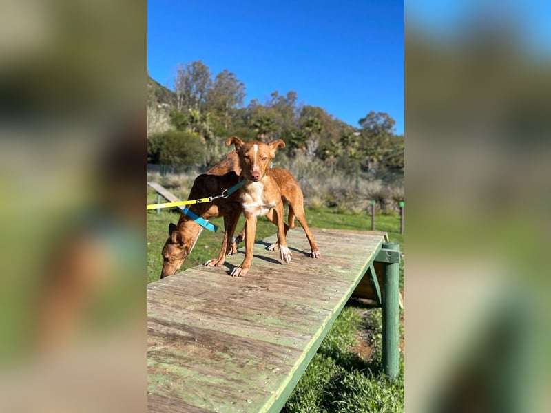 Perico (Spanien - fröhlicher Podencomischling mit lustigen Knickohren.