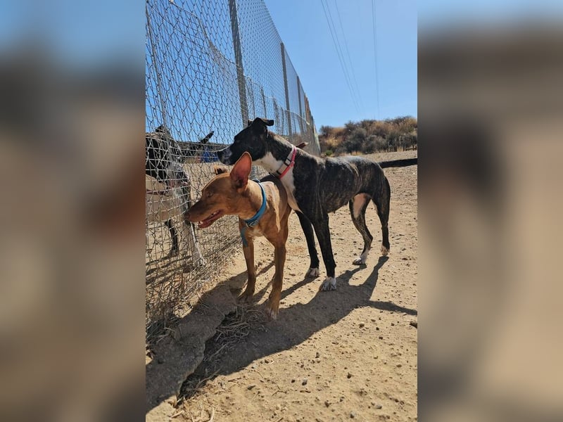 Dobby (Spanien) – Aktiver Wirbelwind sucht dynamische Familie