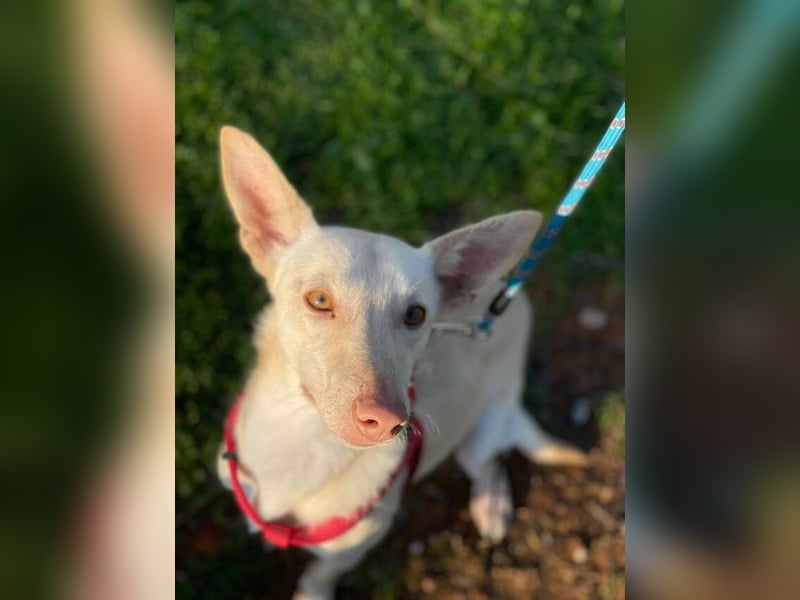 Maus (Spanien) - ein sensibler, unglaublich lieber kleiner Rüde