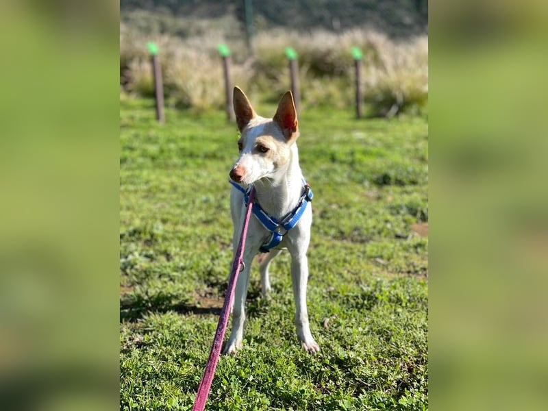 Sevanthi (Spanien) - ruhige, sehr schüchterne Podenco-Hündin