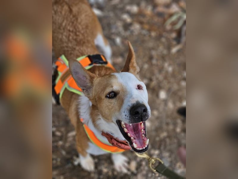 Lopez (Spanien) - menschenbezogener Mischling