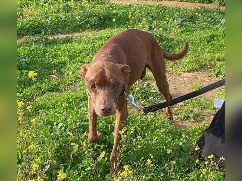 Fito (Spanien) – der süße Podenco-Mischling wird sich auch in dein Herz wedeln