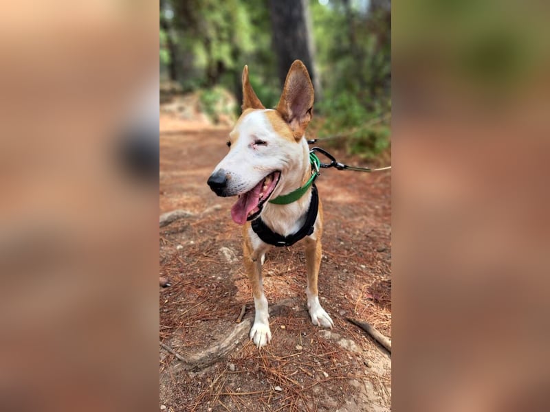 Lopez (Spanien) - menschenbezogener Mischling