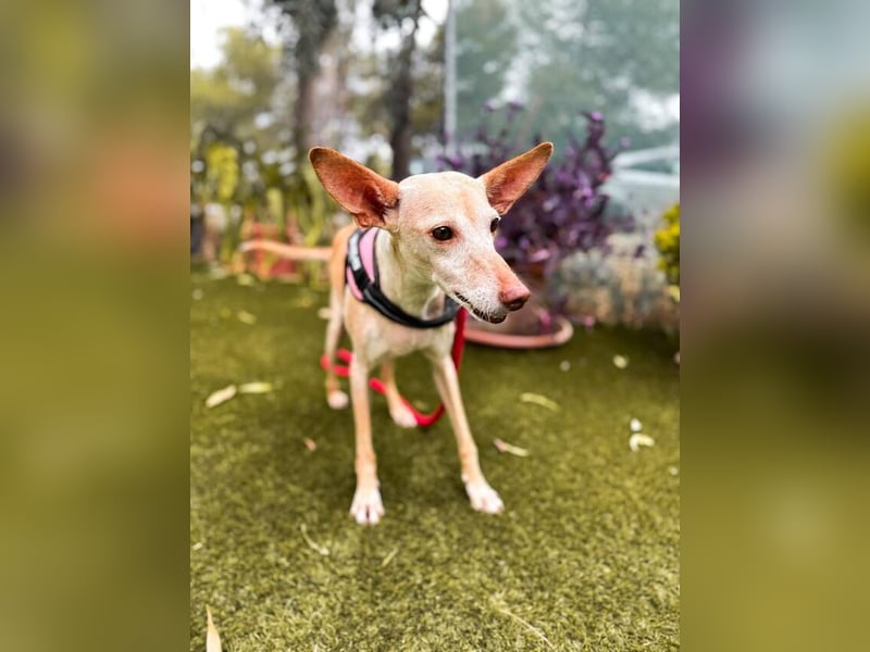 Lucia (Spanien) – zartes Herz sucht einfühlsames Zuhause