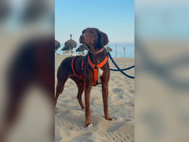 Latina (Spanien) – sanfte Podenco-Dame sucht ein ruhiges Zuhause