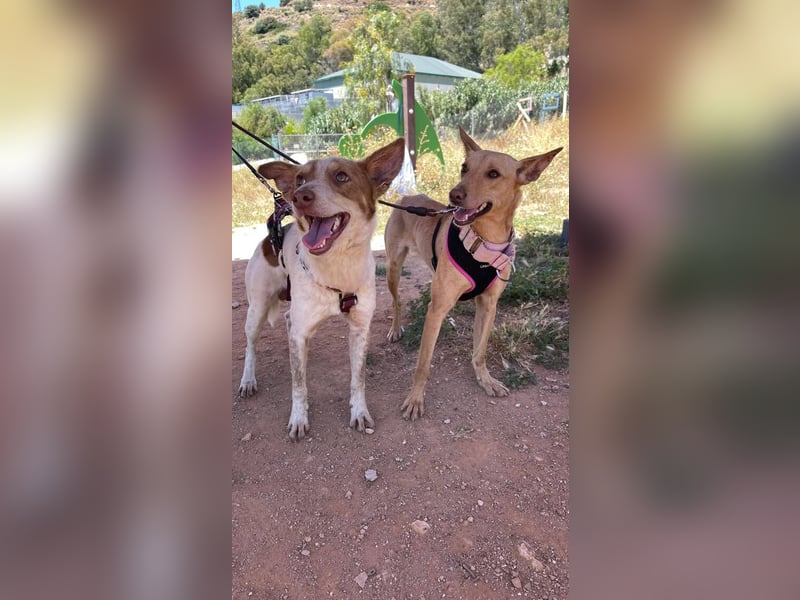 Thelma (Spanien) – eine ausgeglichene Seele sucht ihr Glück