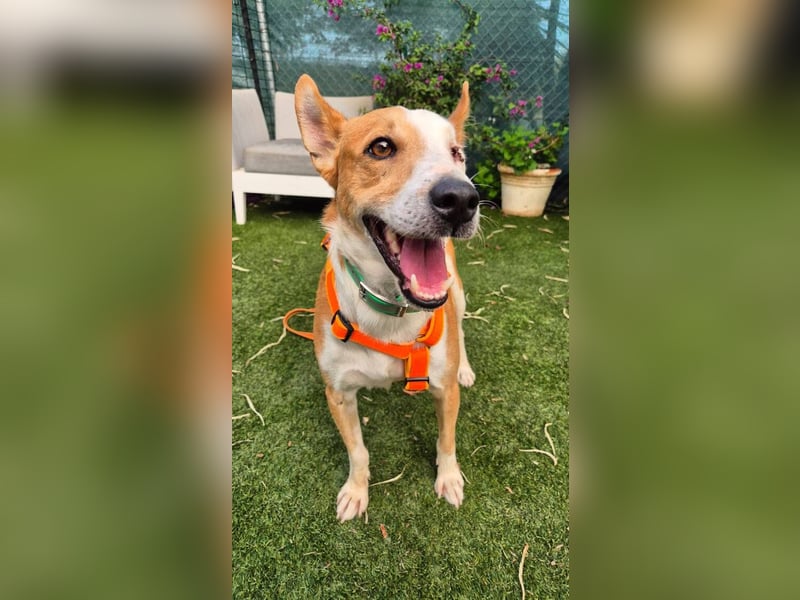 Lopez (Spanien) - menschenbezogener Mischling