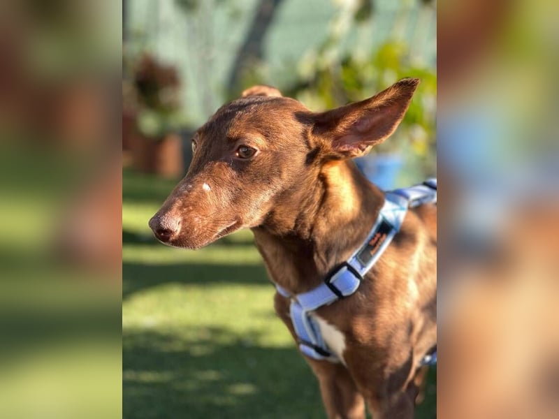 Moana (Spanien) - bedeutet Meer, weites Wasser, Brise über dem Ozean